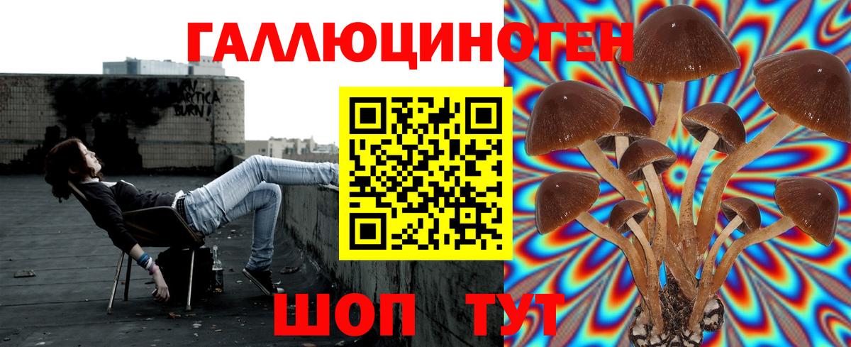Псилоцибиновые грибы Psilocybe Солнечногорск